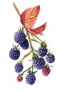 Autumn blackberries on a branch, berries and leaves isolated white background. Watercolor botanical illustration Royalty Free Stock Photo