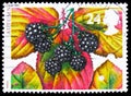 Autumn - Blackberry, The Four Seasons serie, circa 1993