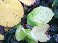 Autumn blackberry leaves