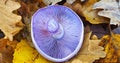 autumn blewit, lepista nuda verso, edible mushrooms found in deep forest of Transylvania Royalty Free Stock Photo