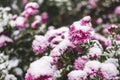 Autumn blooming flowers of pink color covered with snow. Frozen chrysanthemum flowers in the garden.