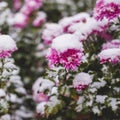 Autumn blooming flowers of pink color covered with snow. Frozen chrysanthemum flowers in the garden.