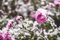Autumn blooming flowers of pink color covered with snow. Frozen chrysanthemum flowers in the garden.