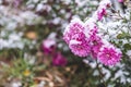 Autumn blooming flowers of pink color covered with snow. Frozen chrysanthemum flowers in the garden.