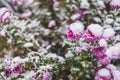 Autumn blooming flowers of pink color covered with snow. Frozen chrysanthemum flowers in the garden.