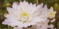 White chrysanthemum closeup with water drops. Autumn blooming flowers Royalty Free Stock Photo