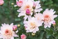 White chrysanthemums with pink color and green leaves. Autumn blooming flowers Royalty Free Stock Photo