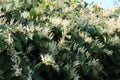 Autumn blooming Japanese knotweed invasive species