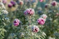 Frozen flowers covered with frost Royalty Free Stock Photo