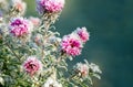 Frozen flowers covered with frost Royalty Free Stock Photo