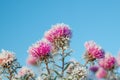 Frozen flowers covered with frost Royalty Free Stock Photo