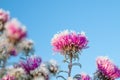 Frozen flowers covered with frost Royalty Free Stock Photo