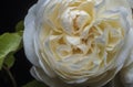 Autumn blooming white rose on a black background, rose head close-up a Royalty Free Stock Photo