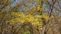 The Leaves of the Ash Tree Stand Out Against the Overall Yellow Background in Bright Golden Colors of Autumn. Photographed from A
