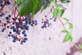 Autumn, blue berries against a white uneven wall, foliage