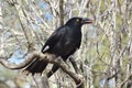 A bird with a red bean in its mouth