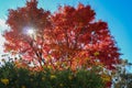 Autumn in the blue mountains of Sydney