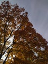 Autumn blue sky and colorful leaves on an aesthetic tree