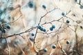 Autumn blue thorn berries