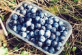 Autumn blue thorn berries