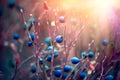 Autumn blueberries. Wildberry growing in a forest