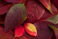 Autumn blueberry and peony leaf