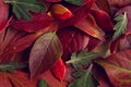 Autumn blueberry and peony leaf