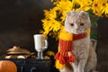 Autumn blues concept. Sad cat in knitted scarf in autumn composition. Cold, covid-19, sick. Fall, autumn mood. Side view, copy