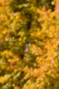 Autumn. Blurred abstract background Royalty Free Stock Photo