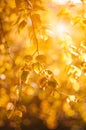 Autumn blurred background. Beautiful nature scene with soft focus, yellow birch leaves in the sunlight. Sunny day. Selective focus Royalty Free Stock Photo