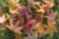 Autumn blurred background defocused colorful purple, red and yellow leaves Liquidambar styraciflua Royalty Free Stock Photo