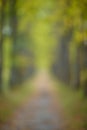 Autumn blurred background. Linden tree alley