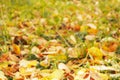 autumn blurred background yellow fallen leaves on green grass. Royalty Free Stock Photo