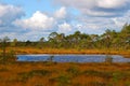 Autumn bog