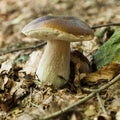 Autumn boletus, brown cep. Delicious culinary, wild penny bun, porcino or porcini Royalty Free Stock Photo