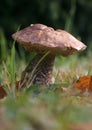 Leccinum carpini