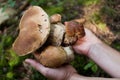 Autumn boletus edulis edible mushroom. Wild penny bun, cep, porcino or porcini Royalty Free Stock Photo