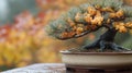 Autumn bonsai in rain, garden Royalty Free Stock Photo