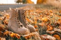 Autumn boots in the forest, style and fashion concept Royalty Free Stock Photo