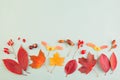 Autumn border composition with red fall maple leaves, nuts and berries on gray background Royalty Free Stock Photo