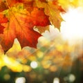 Autumn Border of Maple Leaves on Abstract Bokeh Background