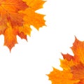 Autumn border of mapple leaves Royalty Free Stock Photo