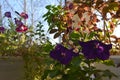 Autumn botanical garden on the balcony. Different petunia flowers, cobaea plant and nettle