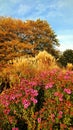 Autumn botanical garden color