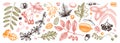 Autumn botanical set. Collection of hand sketched fallen leaves, seeds, berries, nuts on vintage background. Fall season vector