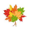 Autumn bouquet of bright colorful maple leaves Isolated Royalty Free Stock Photo