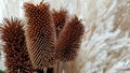 Autumn bouquet with dried barbed flowers and fluffy spikelets