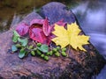 Autumn bouquet of flowers and leaves on stone in a creek Royalty Free Stock Photo