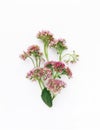 Autumn bouquet of Pink Sedum Flowers isolated on White Canvas Background, Real Shadow.