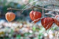Autumn bouquet of red physalis and field herbs. Royalty Free Stock Photo